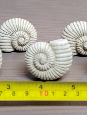 White Spiral Shell Ceramic Knob - Set of Decorative Shells